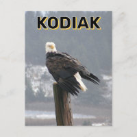 Aigle Bald À Kodiak, Alaska