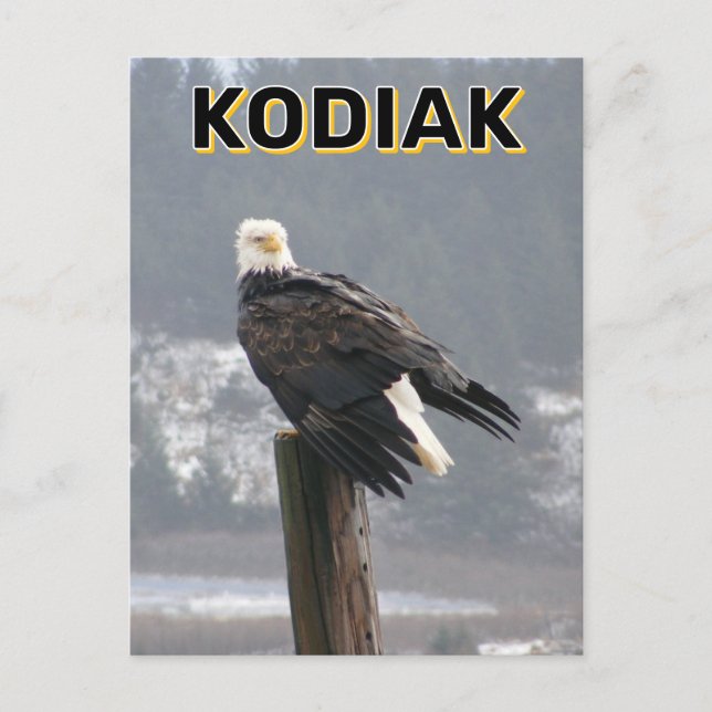 Carte Postale Aigle Bald À Kodiak, Alaska (Devant)