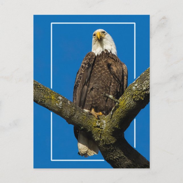 Carte Postale Aigle Bald Avec Bordure (Devant)