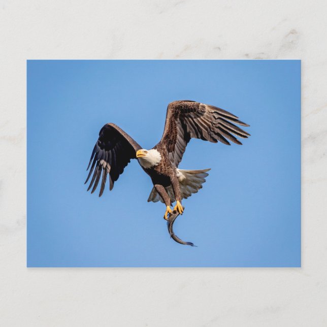Carte Postale Aigle Bald avec un poisson (Devant)