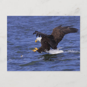 Carte Postale Aigle Bald IV