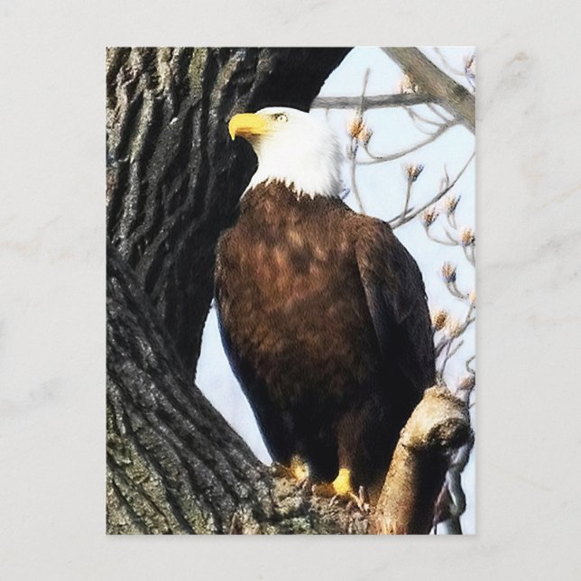 Carte Postale Aigle Balde, Fière Et Forte (Devant)