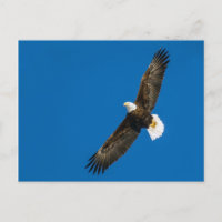 Aigle Balle Dans Ciel Bleu Clair