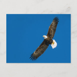 Carte Postale Aigle Balle Dans Ciel Bleu Clair