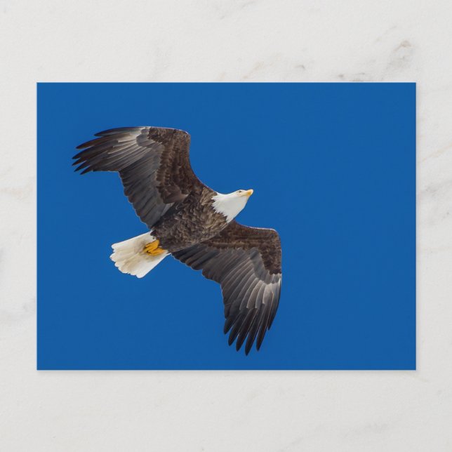 Carte Postale Aigle Balle Dans Le Ciel Bleu (Devant)