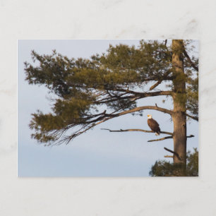 Carte Postale Aigle Balle Dans Un Arbre À Pins