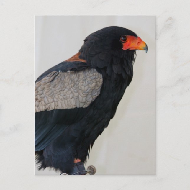 Carte Postale Aigle bateleur (Devant)