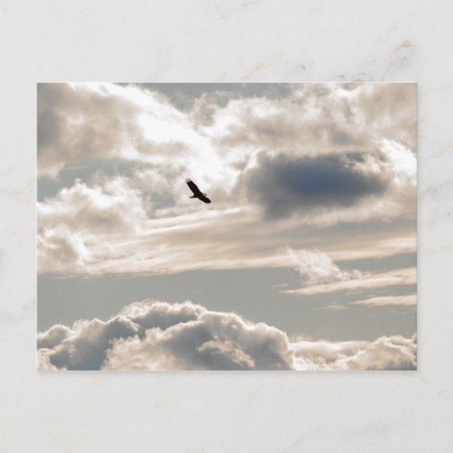 Carte Postale Aigle chauve (Devant)