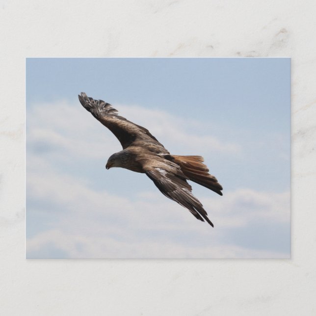 Carte Postale Aigle dans le ciel (Devant)