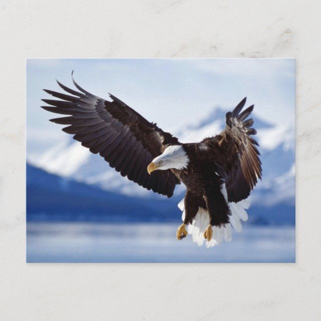 Carte Postale Aigle d'atterrissage (Devant)