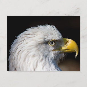 Carte Postale Aigle de Bald