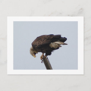 Carte Postale Aigle de Bald