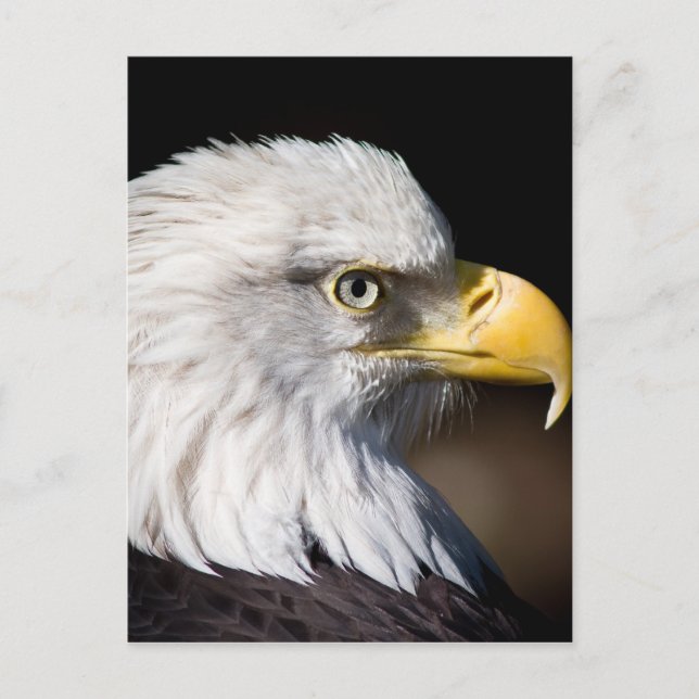 Carte Postale Aigle de Bald (Devant)