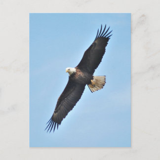 Carte Postale Aigle de Bald