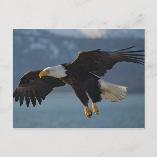 Carte Postale Aigle de Bald (Devant)
