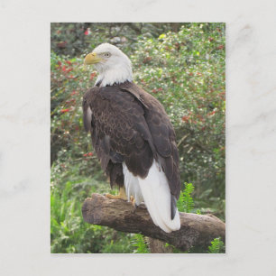 Carte Postale Aigle de Bald