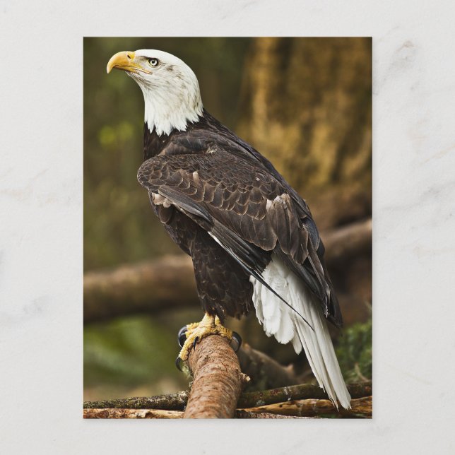 Carte Postale Aigle de Bald (Devant)