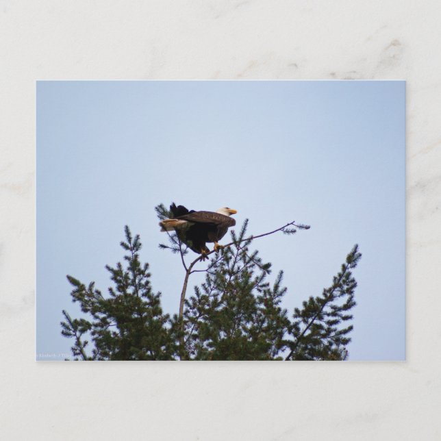 Carte Postale Aigle de Bald (Devant)