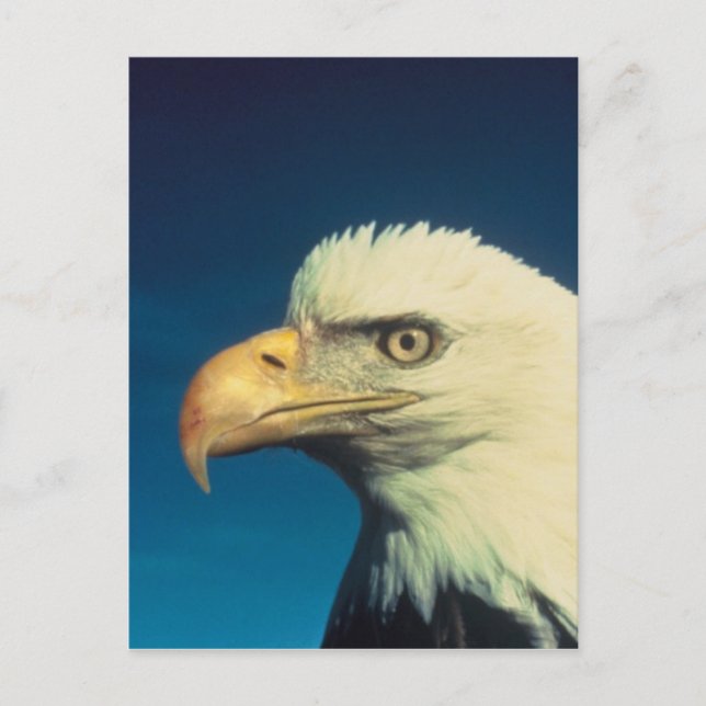 Carte Postale Aigle de Bald (Devant)