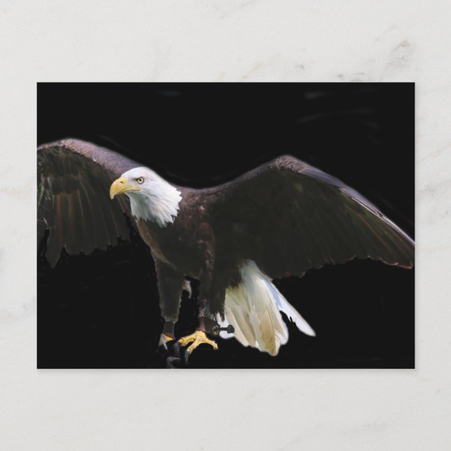 Carte Postale Aigle de Bald (Devant)