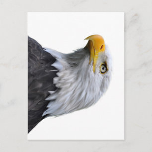 Carte Postale Aigle de Bald