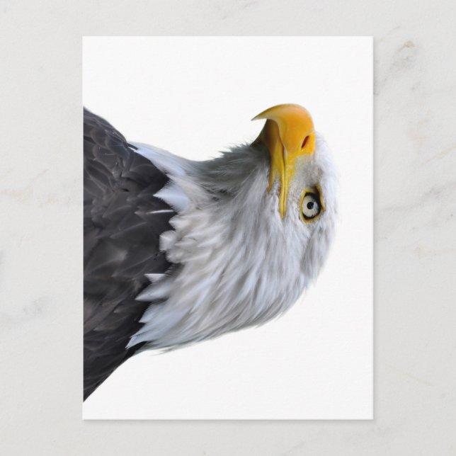 Carte Postale Aigle de Bald (Devant)