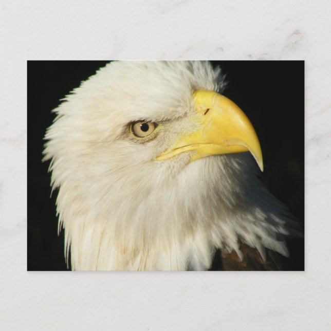 Carte Postale Aigle de Bald (Devant)