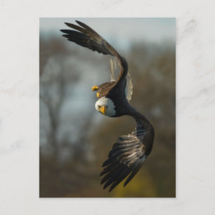 Carte Postale Aigle de Bald à la chasse