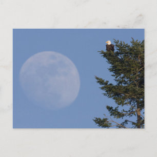 Carte Postale Aigle de Bald   Pleine lune montante