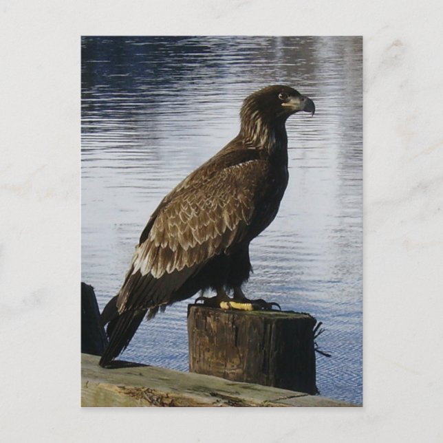 Carte Postale Aigle de Bald sur le quai, île de l'Unalaska (Devant)
