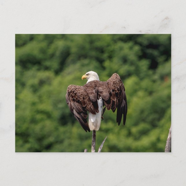 Carte Postale Aigle de Bald sur une branche (Devant)