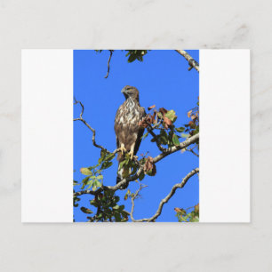 Carte Postale Aigle de faucon pèlerin au Sri Lanka