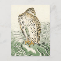Aigle de mer du Japon - Balbuzard pêcheur