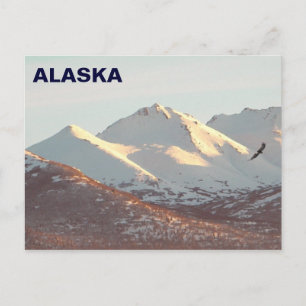 Carte Postale Aigle d'hiver