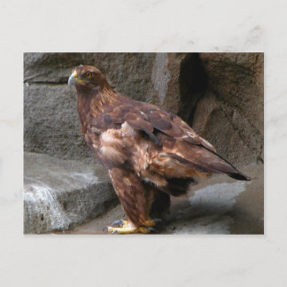 Carte Postale Aigle d'or
