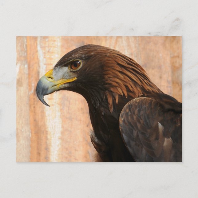 Carte Postale Aigle d'or (oiseau) (Devant)