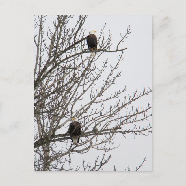 Carte Postale Aigle double (Devant)