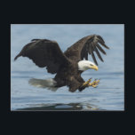 Carte Postale Aigle en approche<br><div class="desc">Décoré avec l'image d'un aigle à tête blanche américain (Haliaeetus leucocephalus) prêt à attraper un poisson de la baie Blackstone,  dans le détroit Prince William de l'Alaska. Par Ted Raynor</div>