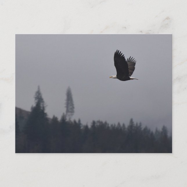 Carte Postale aigle en plein vol (Devant)