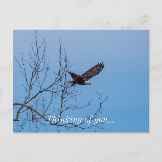 Carte Postale Aigle en vol (Devant)