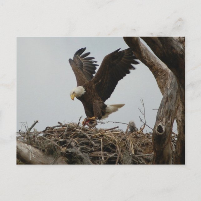Carte Postale Aigle Mère Bald (Devant)
