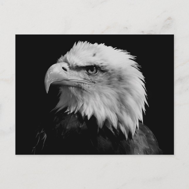 Carte Postale Aigle noir et blanc (Devant)