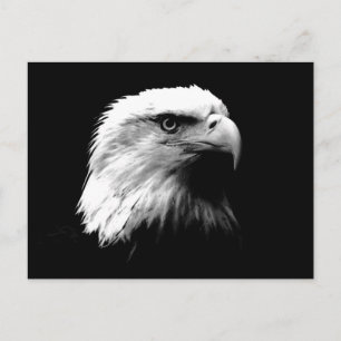 Carte Postale Aigle noir et blanc