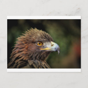 Carte Postale aigle royal