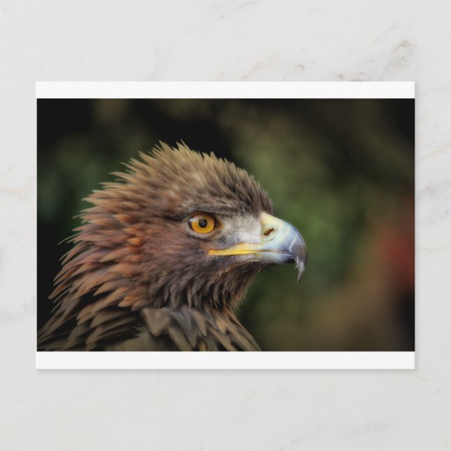 Carte Postale aigle royal (Devant)