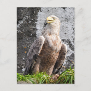 Carte Postale Aigle Royal à Queue Blanche des Highlands Écossais