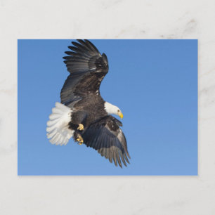 Carte Postale Aigle royal mature en vol avec les ailes déployées