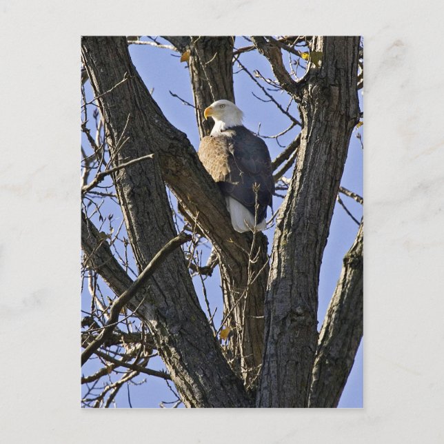 Carte Postale Aigle taupe perché dans l'arbre (Devant)
