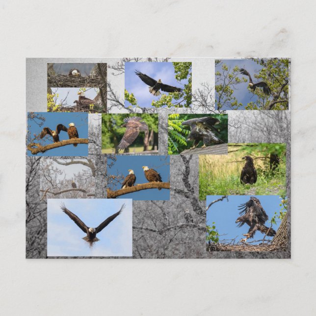 Carte Postale Aigles À Balles, Apportant Junior (Devant)