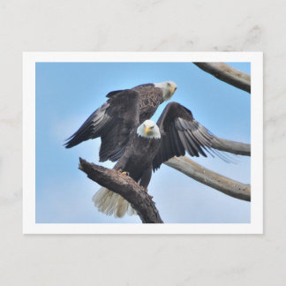 Carte Postale Aigles chauds
